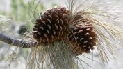 PICTURES/Gallery2/t_Pine cones (218).JPG